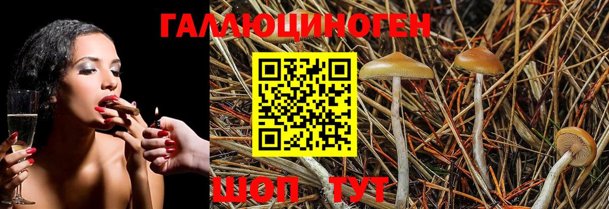 Галлюциногенные грибы Psilocybe Орёл